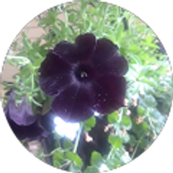 Profile photo of Sara Albro