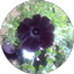Profile photo of Sara Albro