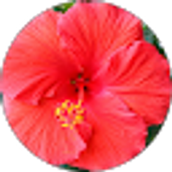 Profile photo of S Carr