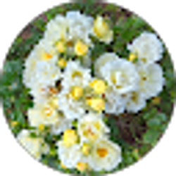 Profile photo of Mar Fuen