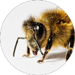 Profile photo of Pablo B.