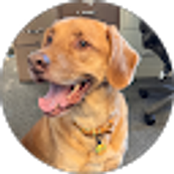 Profile photo of Dogs Life