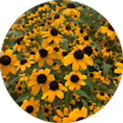 Profile photo of Connie King