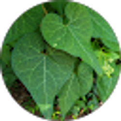 Profile photo of B P