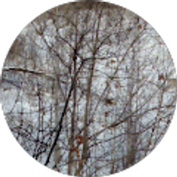 Profile photo of Denny Moe80