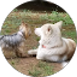Profile photo of Playfurlots/ Dog Day Camp