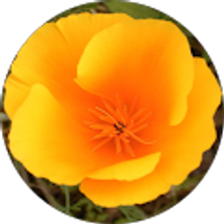 Profile photo of Amber frey