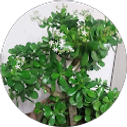 Profile photo of Nyamjargal Majigsuren