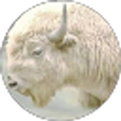Profile photo of LOBO