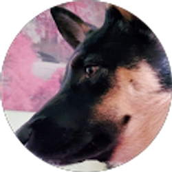 Profile photo of MILOtheServiceDawg