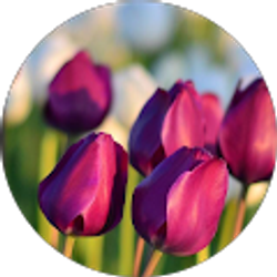 Profile photo of Adamari V.