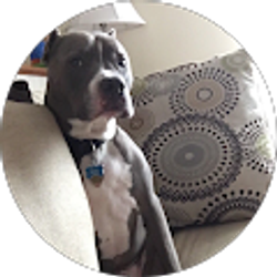 Profile photo of Jcortez4313 Ts