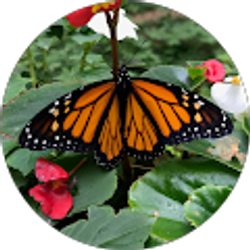 Profile photo of Millie Janka