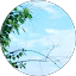 Profile photo of jessie campbell