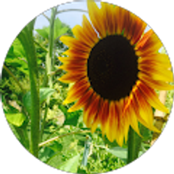 Profile photo of Carol H