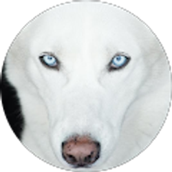 Profile photo of Stephen S.