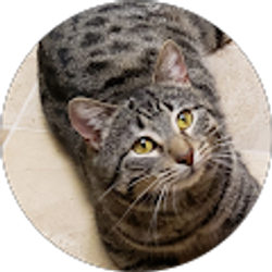 Profile photo of K. A.