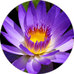 Profile photo of Lily Sharp