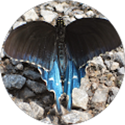 Profile photo of Donna Banks