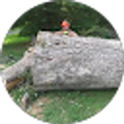 Profile photo of Travis Tree Service LEDBETTER KY