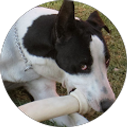 Profile photo of Amber Perez