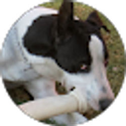 Profile photo of Amber Perez