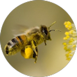 Profile photo of Bees&Coins Abejas Y Monedas
