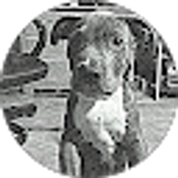 Profile photo of Chris Morrow