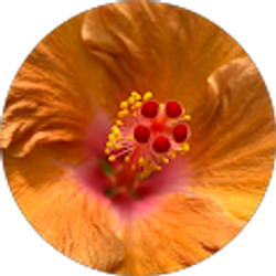 Profile photo of Cindy Pine