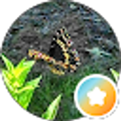 Profile photo of Jeri Barras