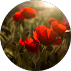 Profile photo of morvarid aryai