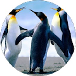 Profile photo of Isla Crown