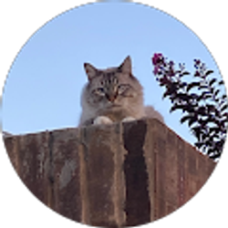 Profile photo of Alex Moreno