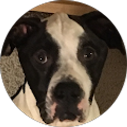 Profile photo of Brandon Clifford