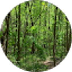 Profile photo of L L Peterson