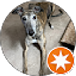 Profile photo of Zoya Khan