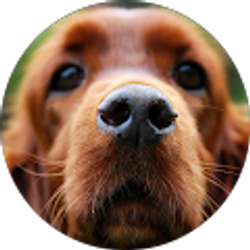 Profile photo of Daniel seo