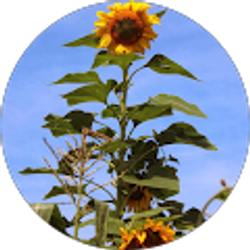 Profile photo of Jay Greiner