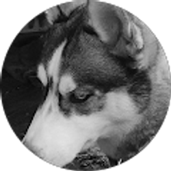 Profile photo of majestic Husky lol