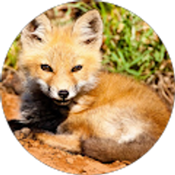 Profile photo of Brittany Fox