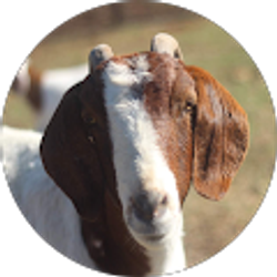 Profile photo of Nate Shea