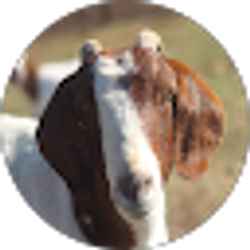 Profile photo of Nate Shea