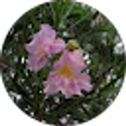 Profile photo of Steven Huezo
