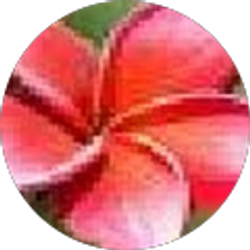 Profile photo of Nathalie Long