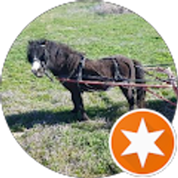 Profile photo of Dawn Harper