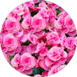 Profile photo of Dijanna TV