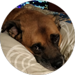 Profile photo of Ms Dee