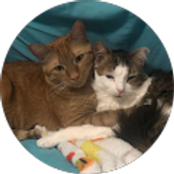 Profile photo of Ashley Lorenzo