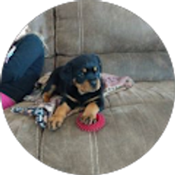 Profile photo of Steve Rieff