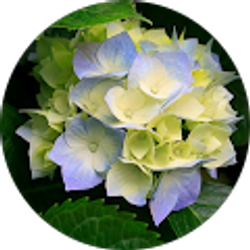 Profile photo of Kami Ashley